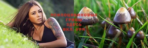 ПСИЛОЦИБИНОВЫЕ ГРИБЫ Новозыбков