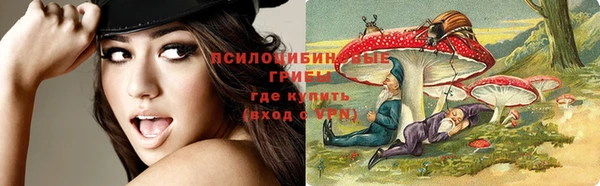ПСИЛОЦИБИНОВЫЕ ГРИБЫ Новозыбков